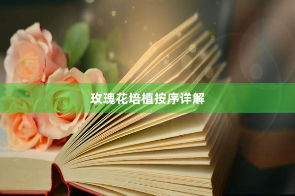 玫瑰花培植按序详解